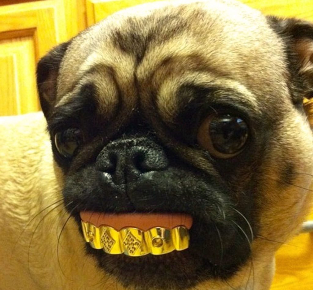 Камышовый кот злой