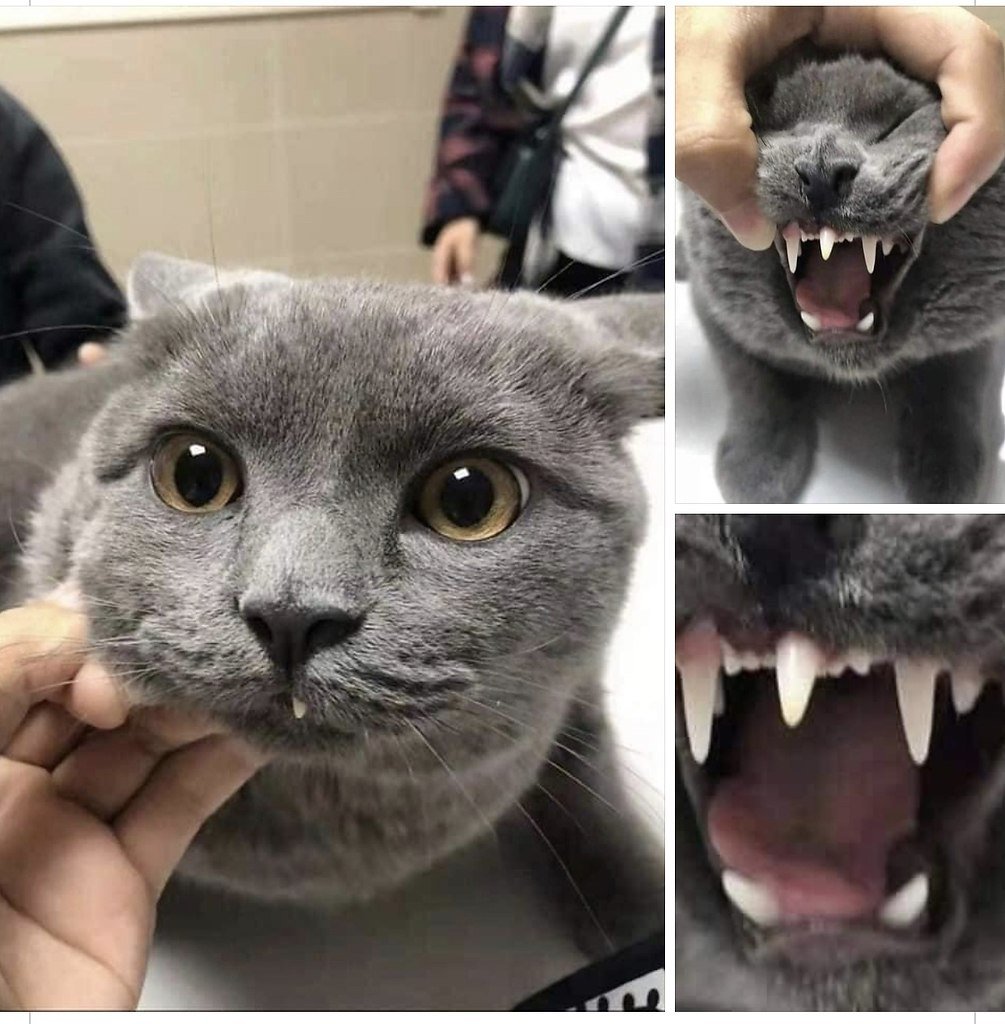 Оскал черной кошки