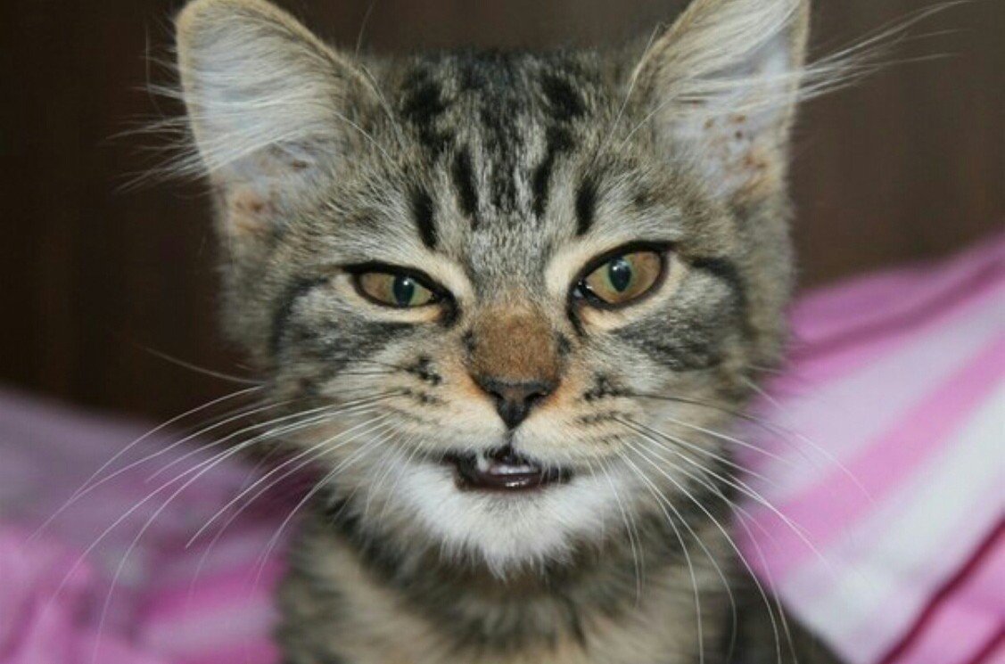 Pisco Cat порода