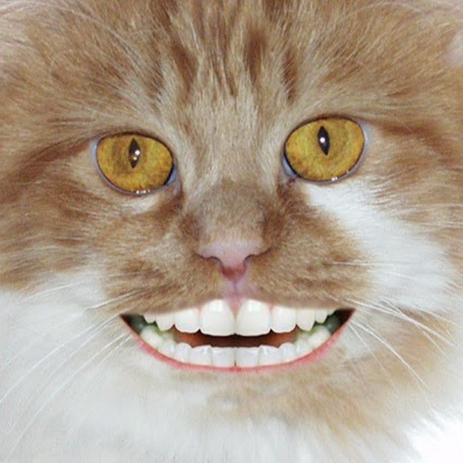 Ягуарунди злой