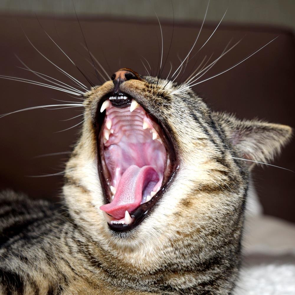 Ягуар черный и Пума