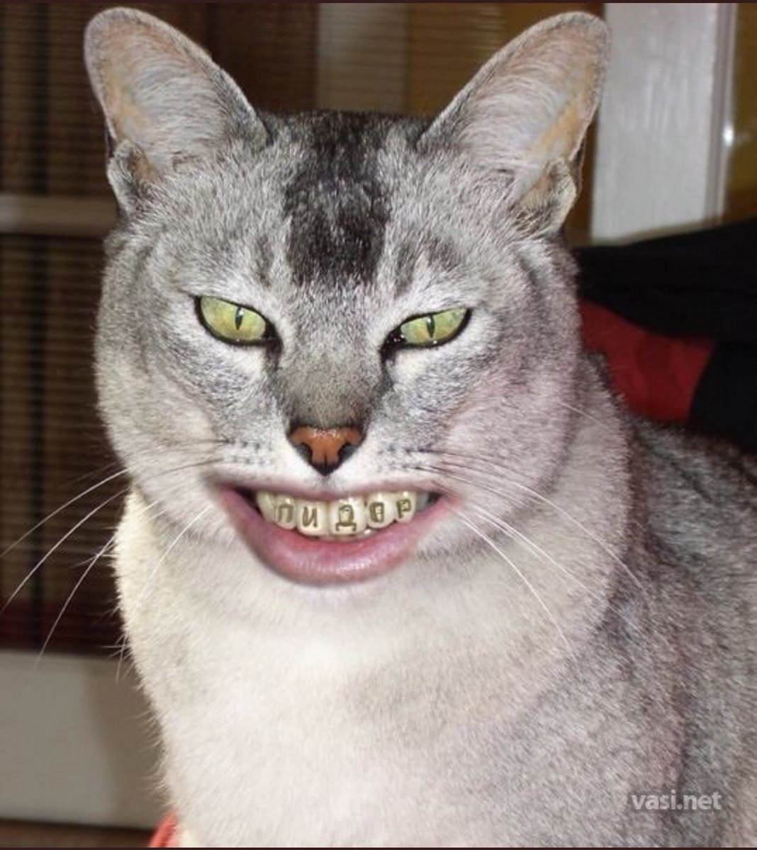 Пума черная