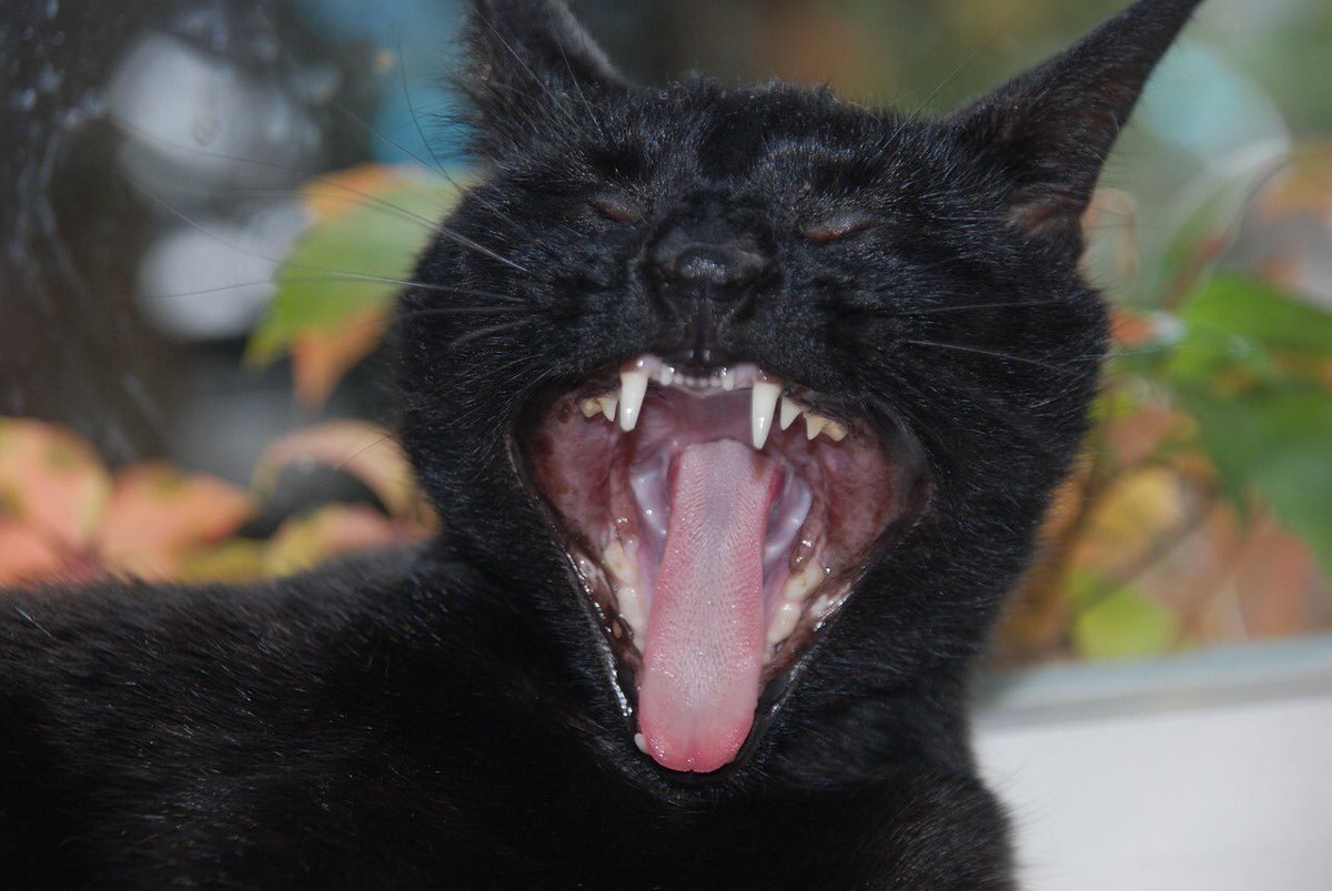 Кошка в бусах