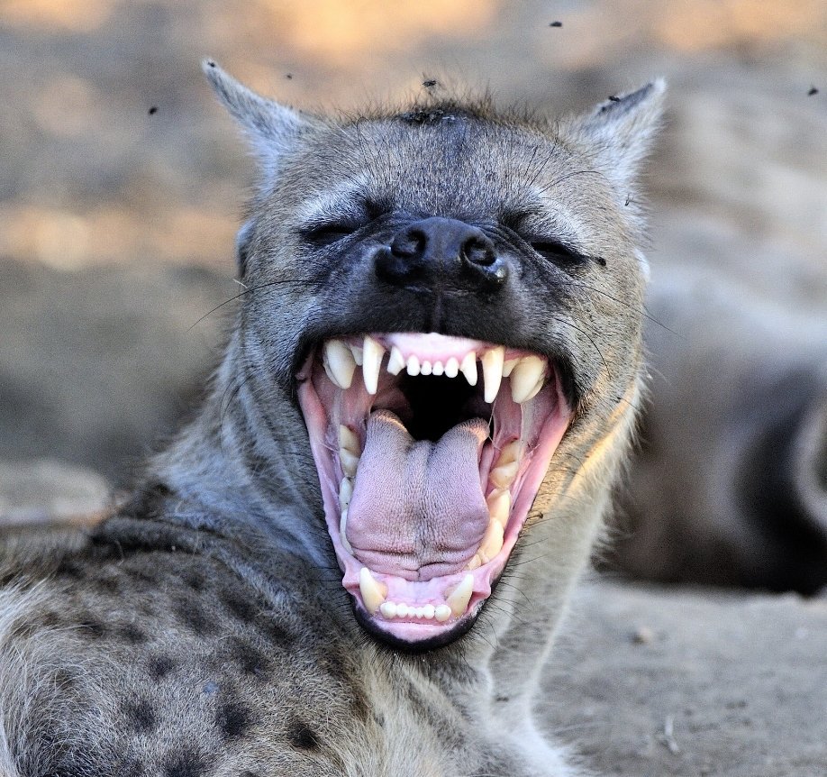 Зубы млекопитающих