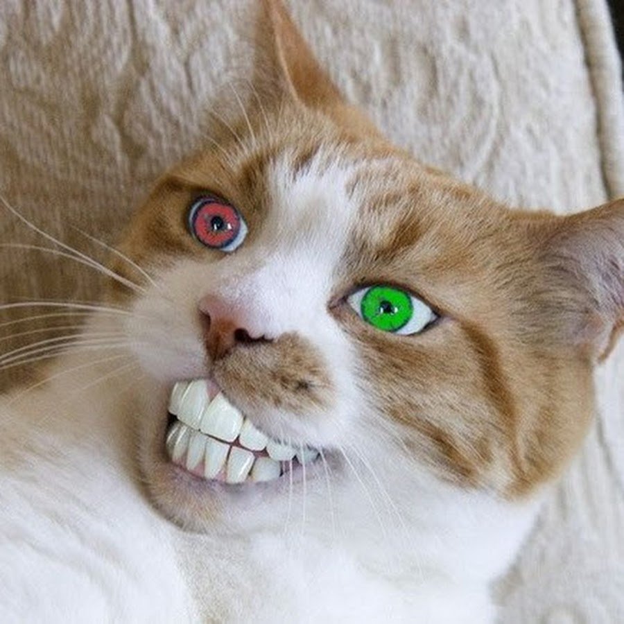 Сумасшедший кот