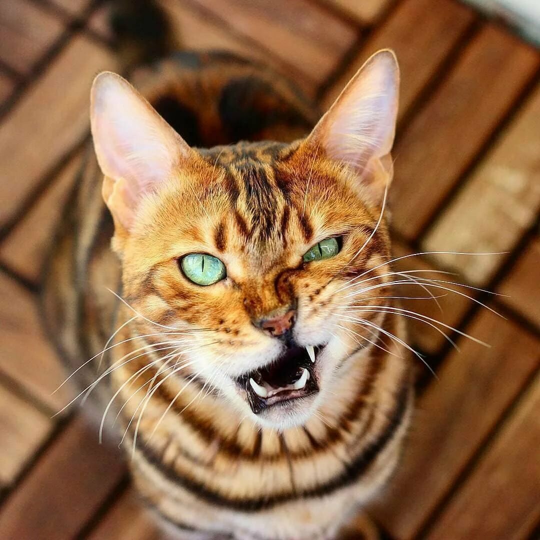 Кот с ухмылкой