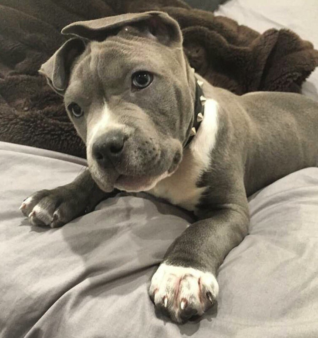 Милый Стаффорд