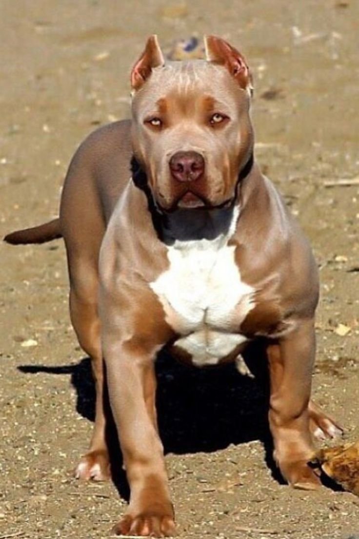 Американский питбуль сука