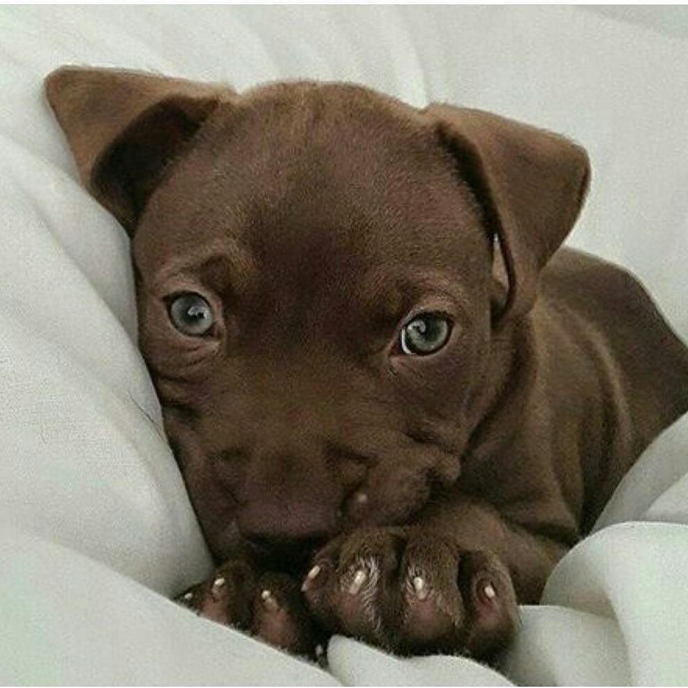 Щенки питбуля 4 месяца шоколадный