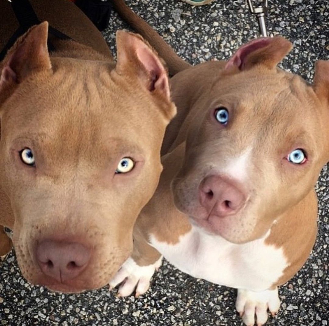 Стаффордширский терьер разноглазые