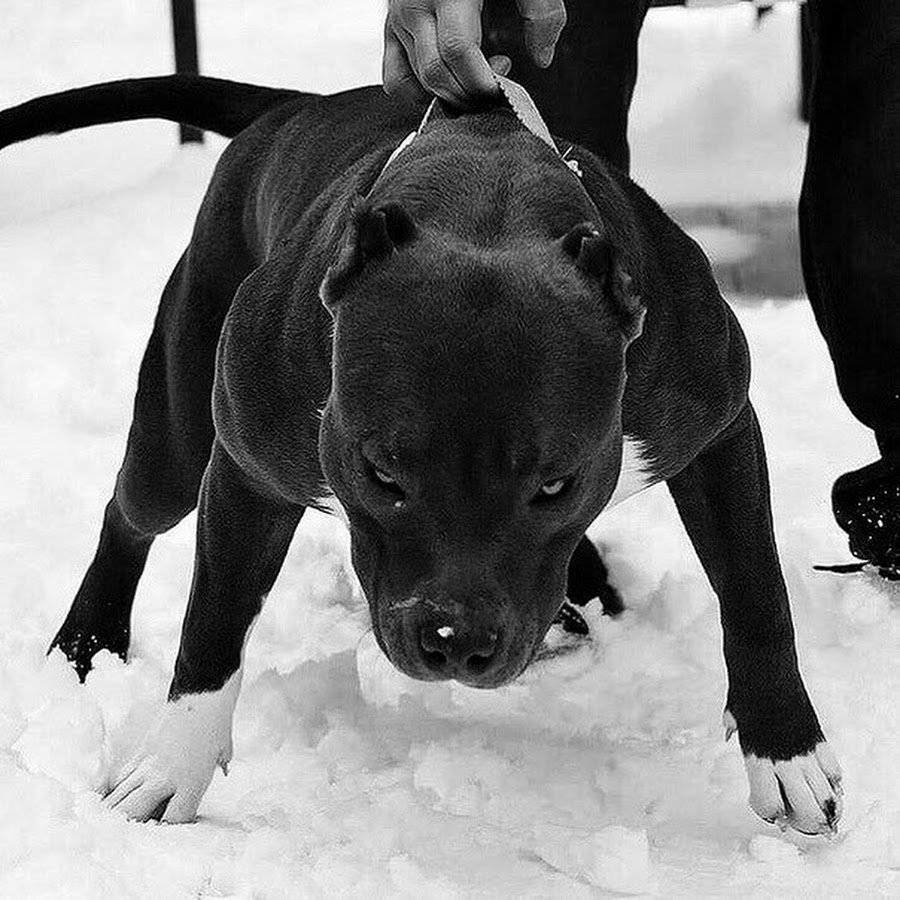 Питбуль чёрный чистокровный