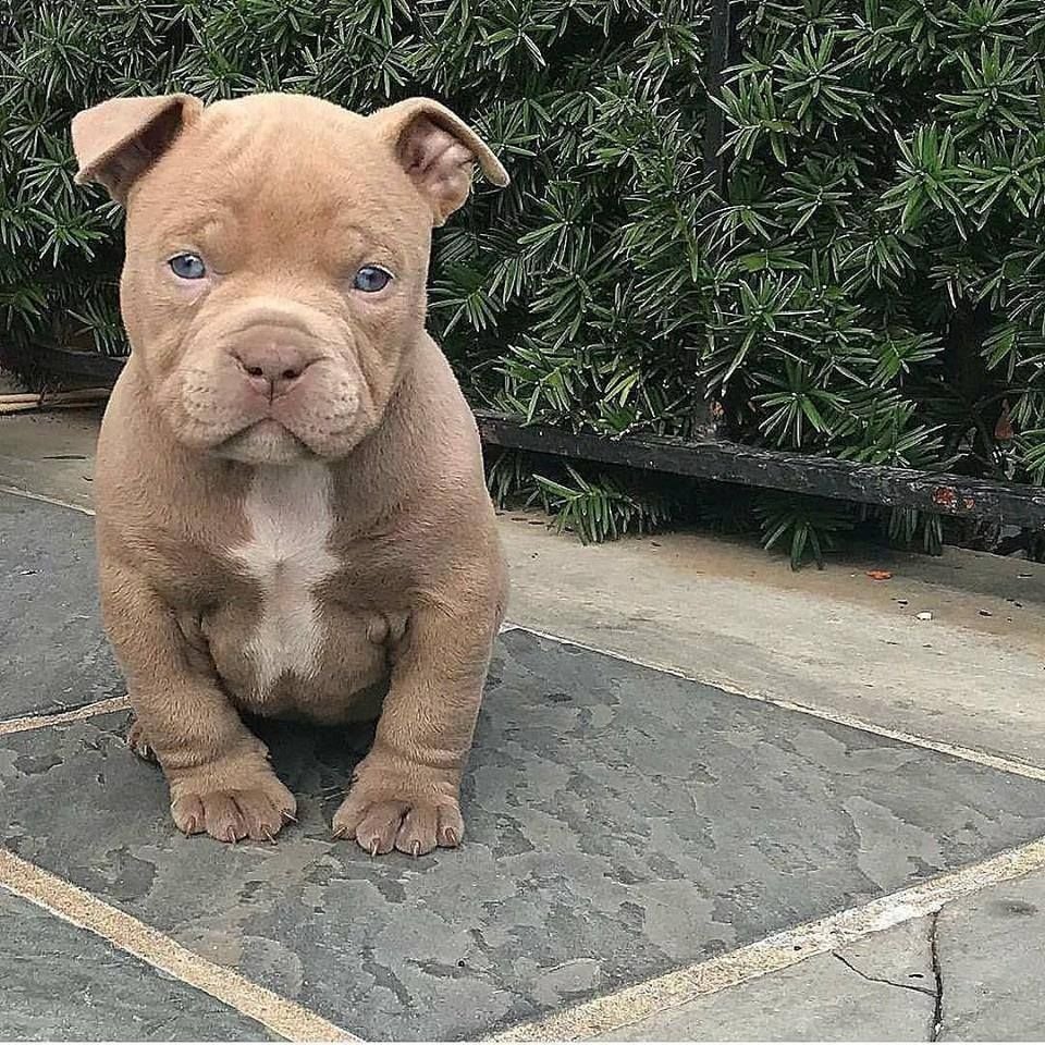 Американский стаффордширский терьер улыбка