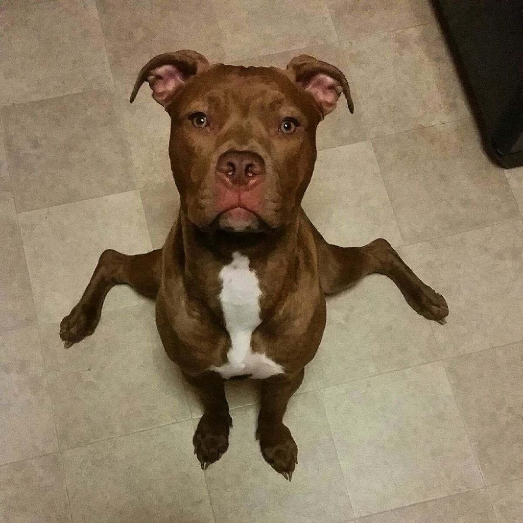 Стаффордширский бультерьер шоколадный