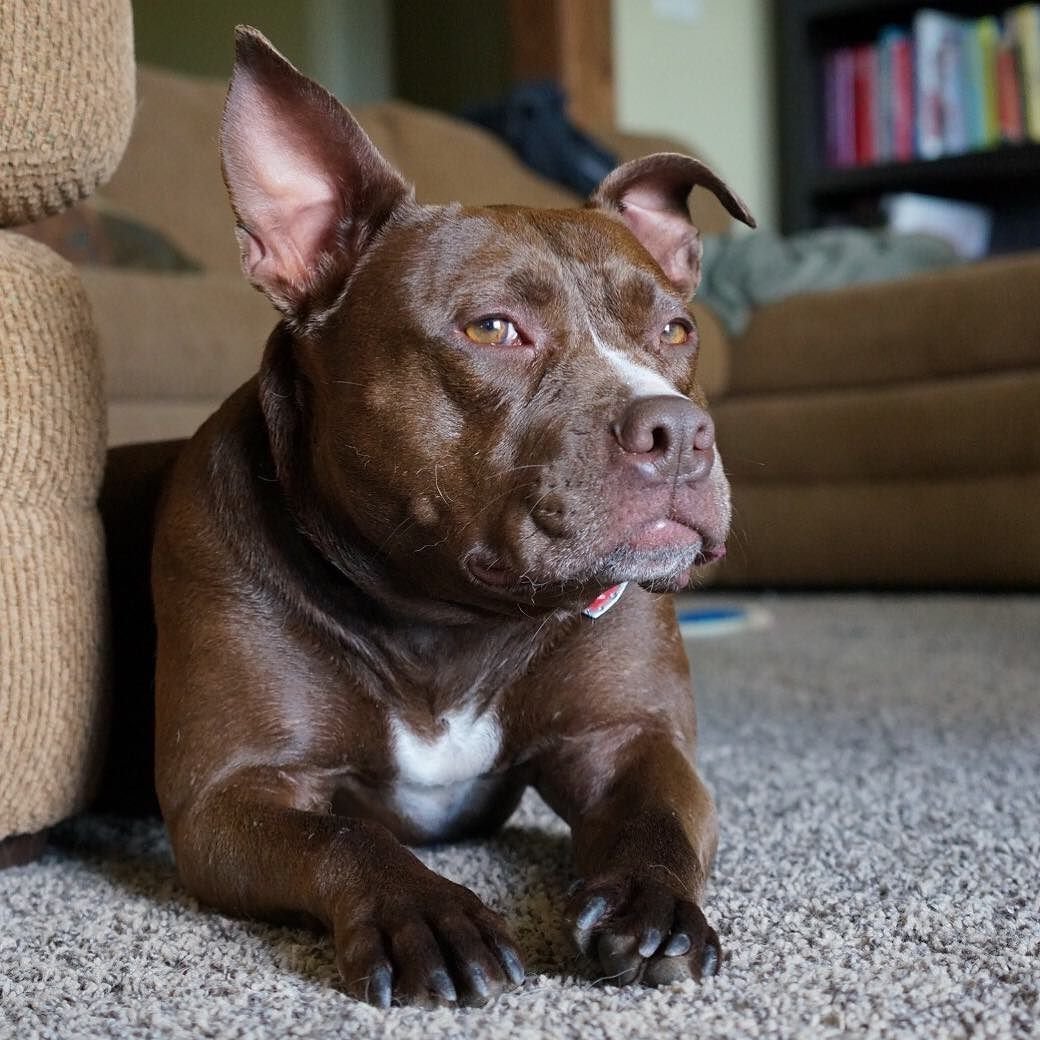 Американский питбультерьер коричневый
