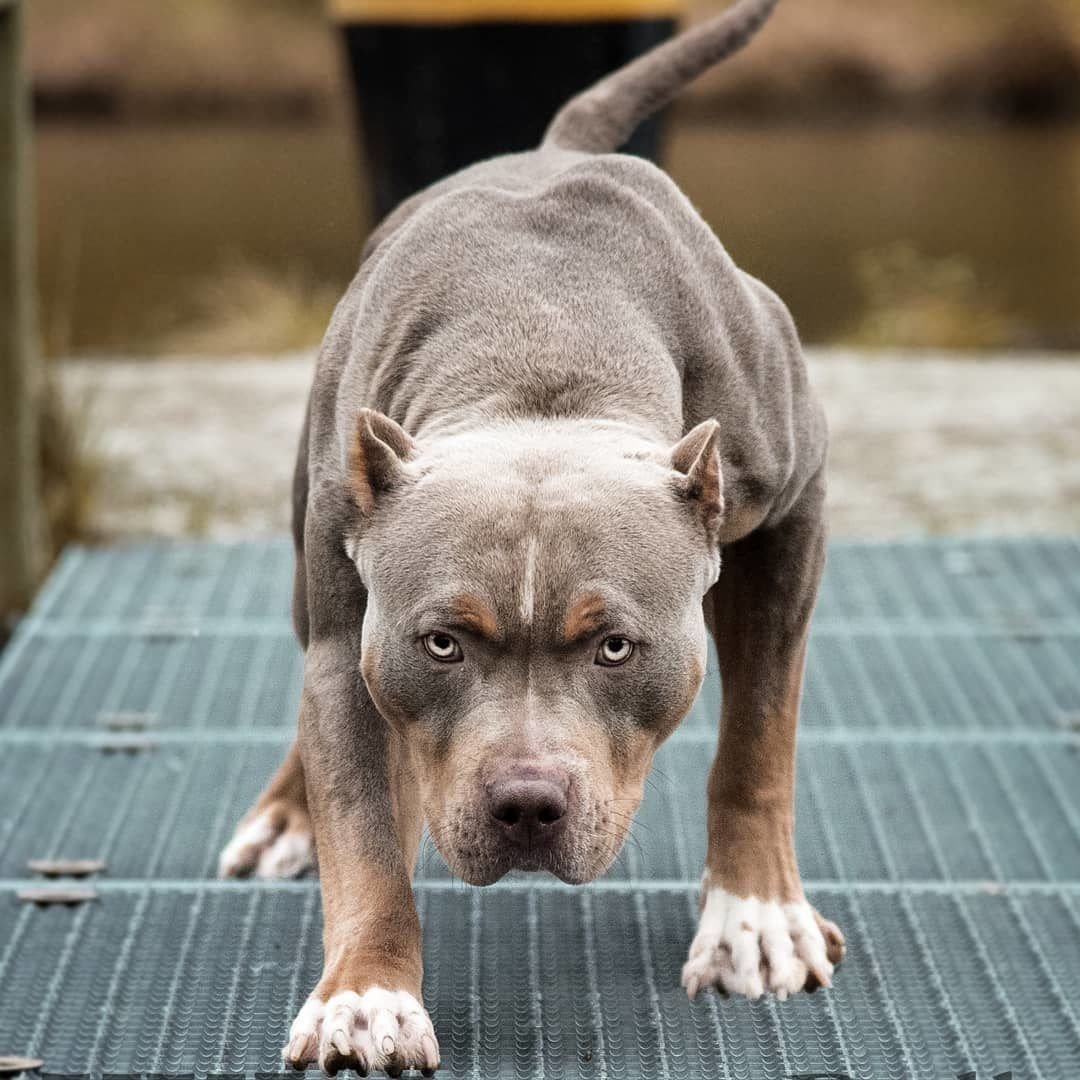 Собака питбультерьер война