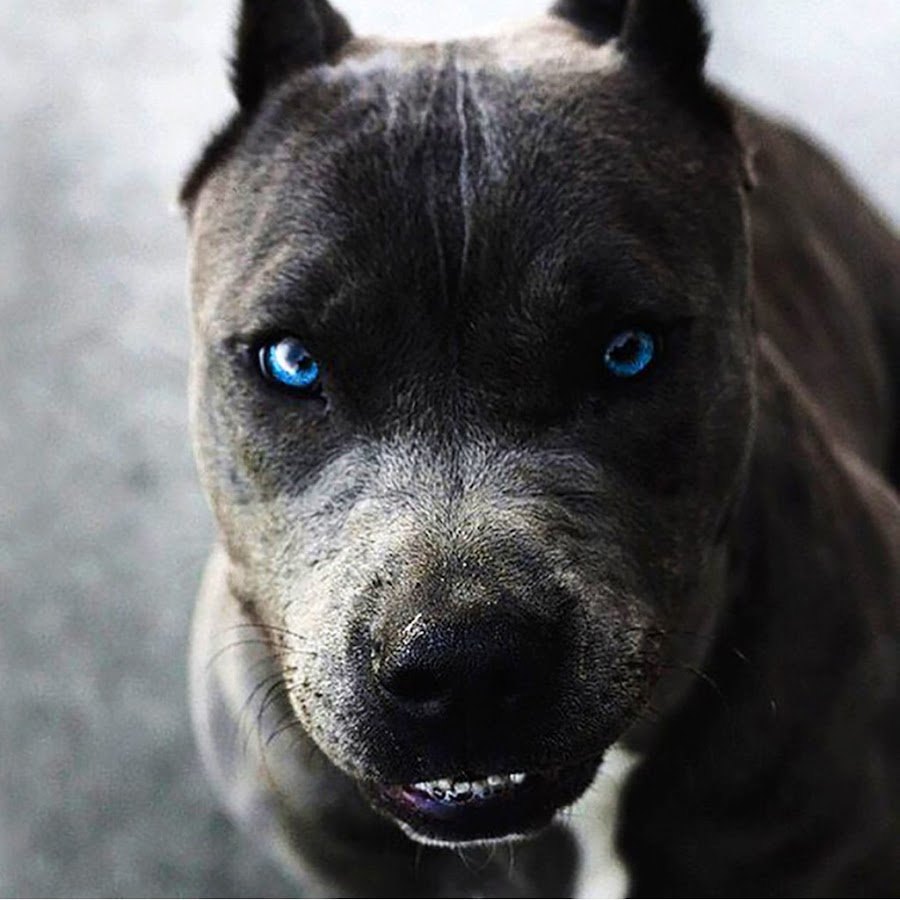 Стаффордширский терьер голубого окраса