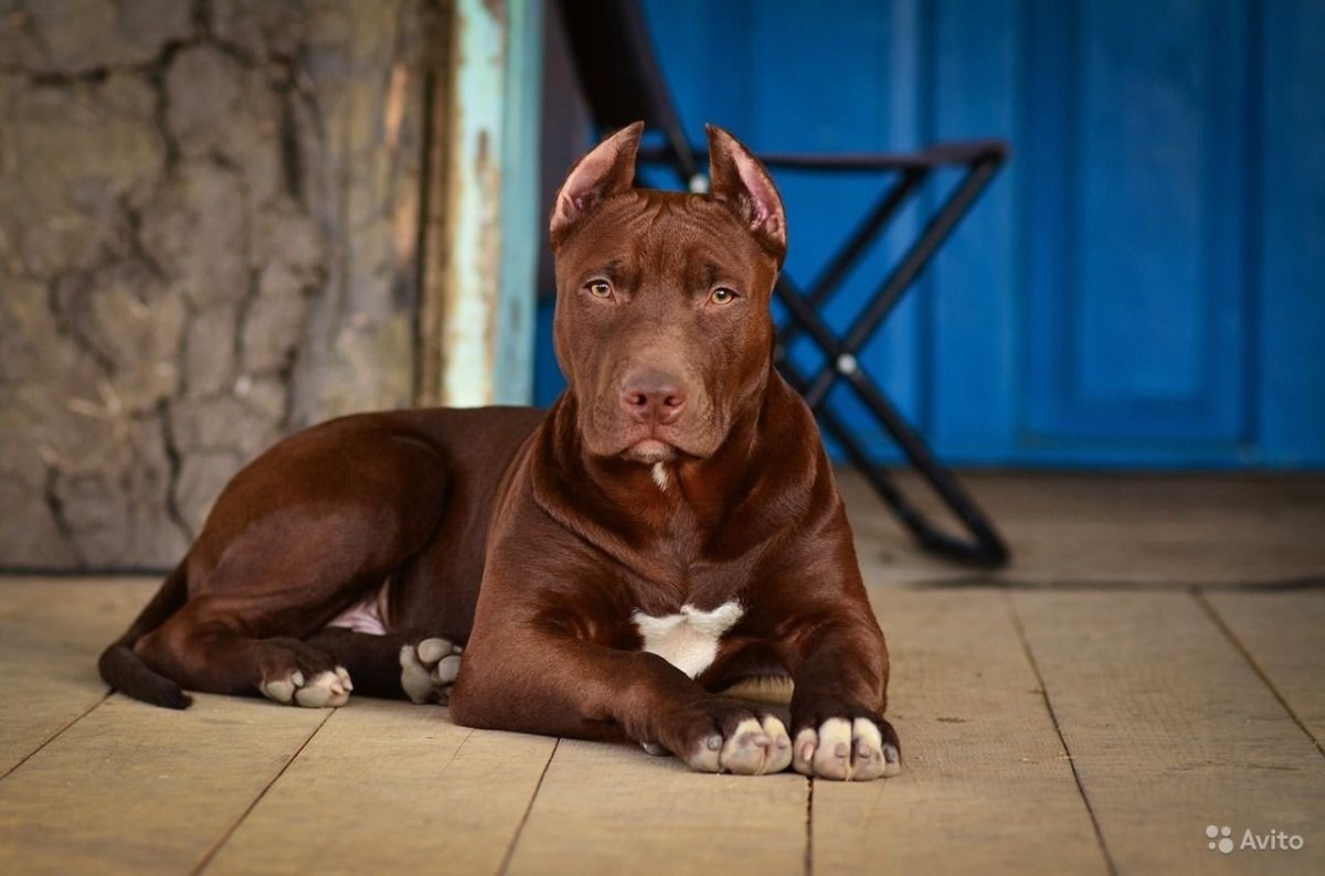 Пит Прайт порода