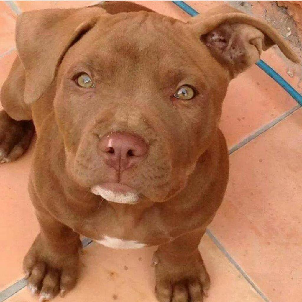 Американский стаффордширский терьер шоколадный