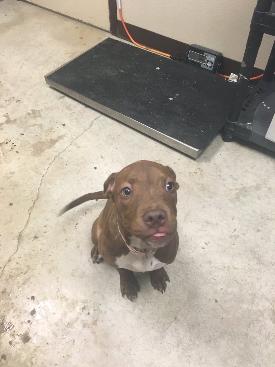 Метис питбуля и спаниеля