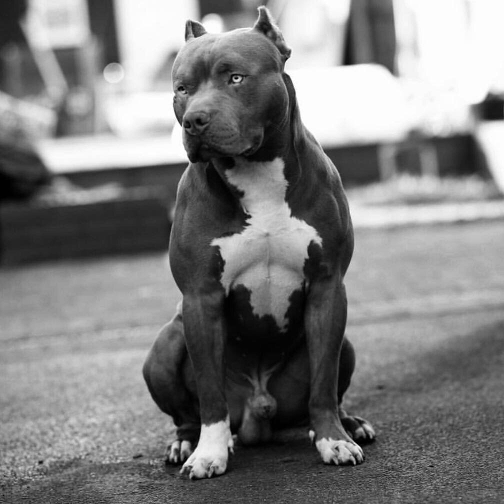 Стафф с питбулем