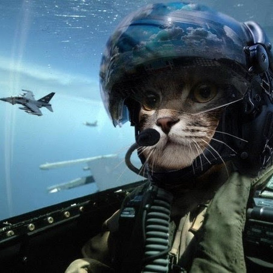 Кот в армейской форме