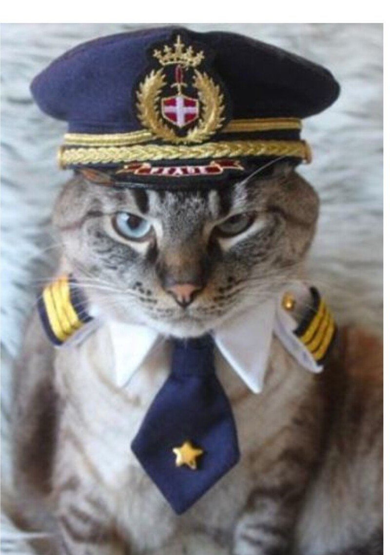 Уличный боевой кот