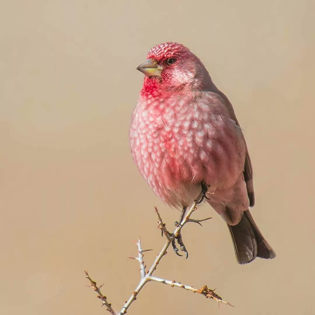 Розовая птица