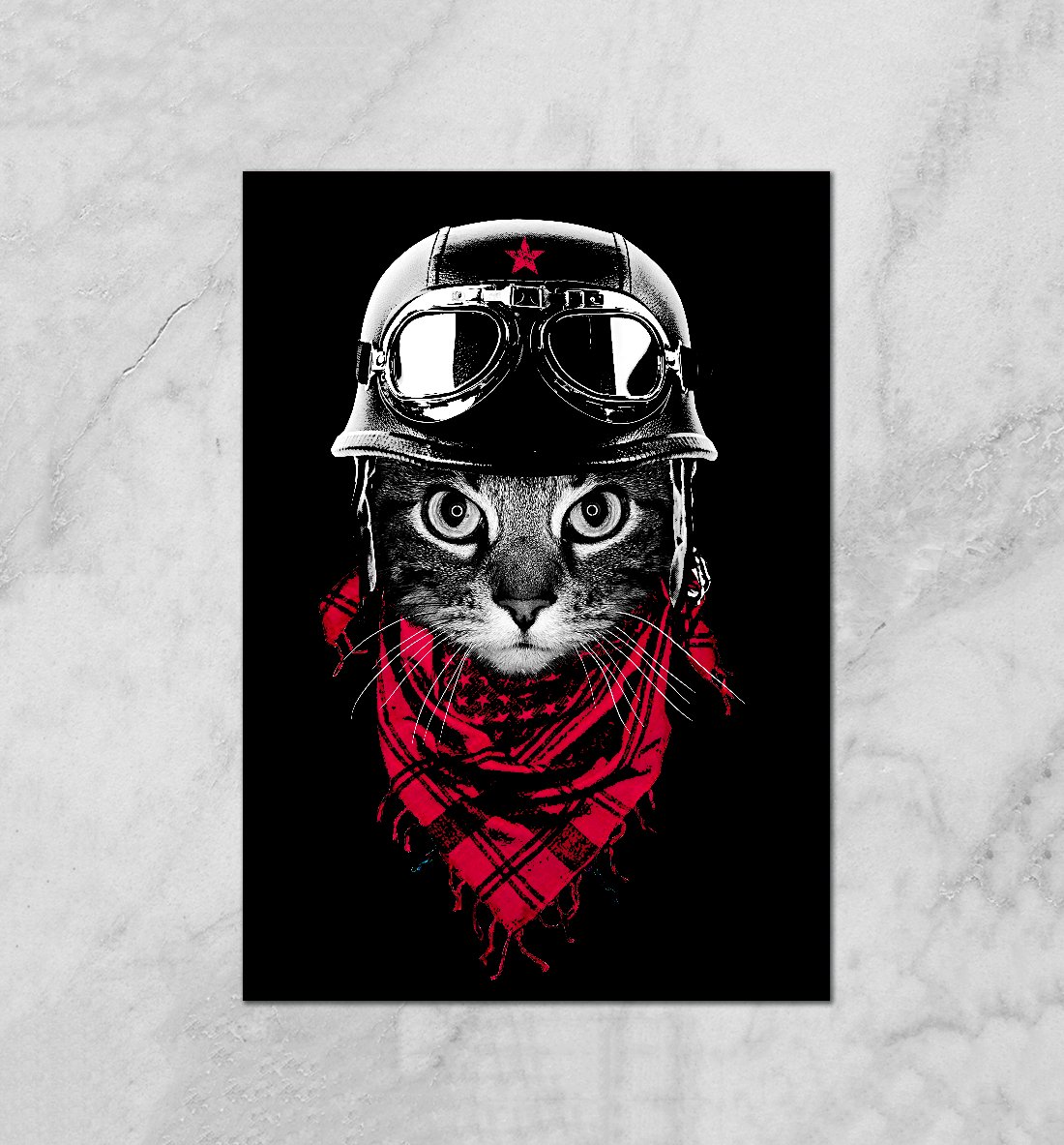 Котик в фуражке