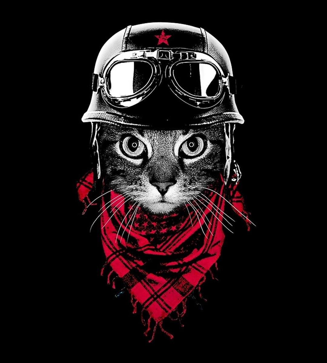 Кот летит на самолете