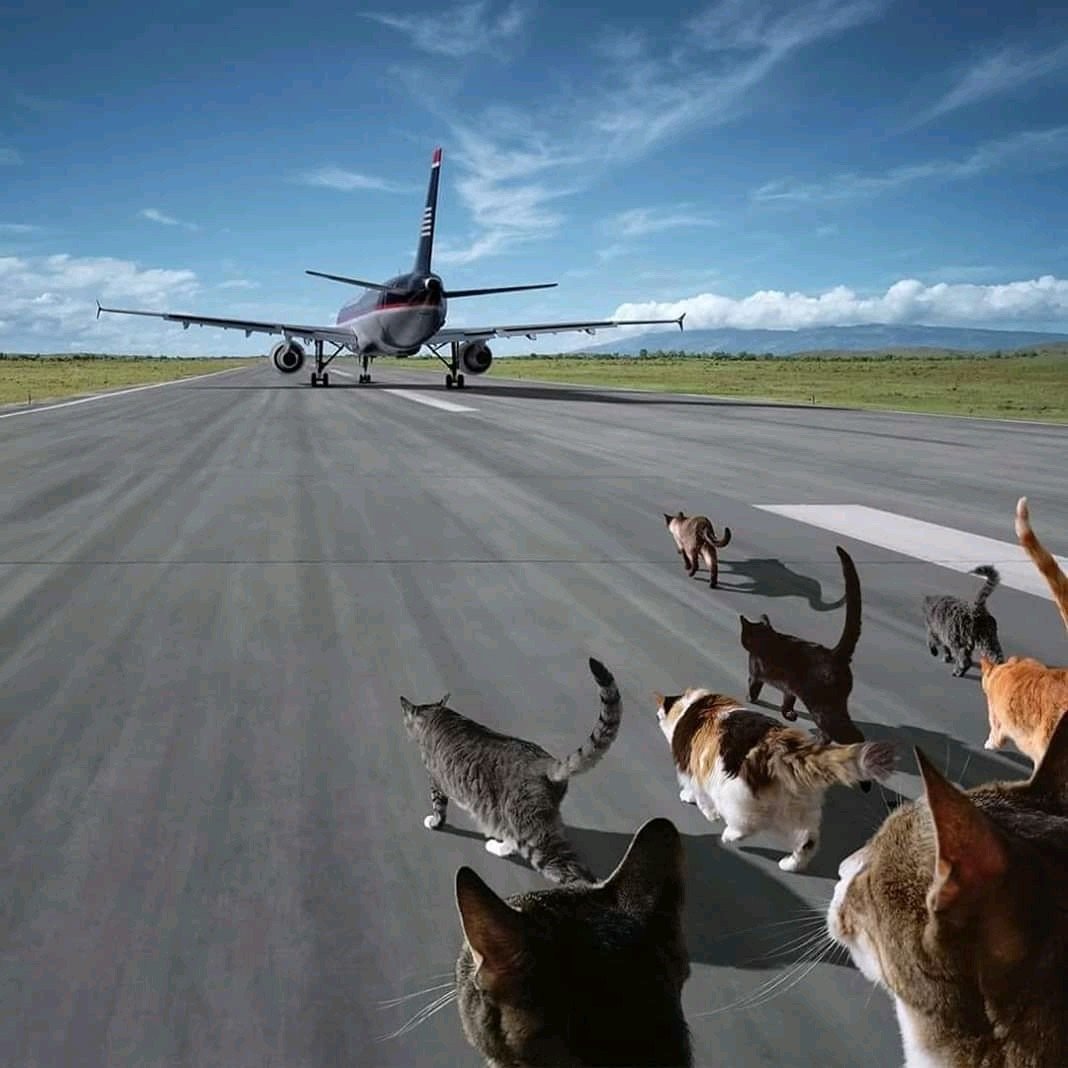 Фурри пилот