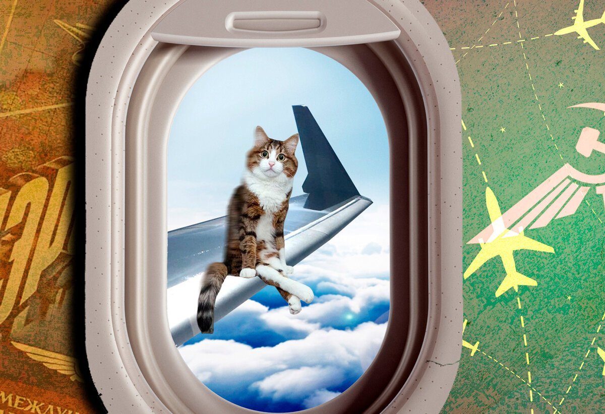 Кот Авиатор