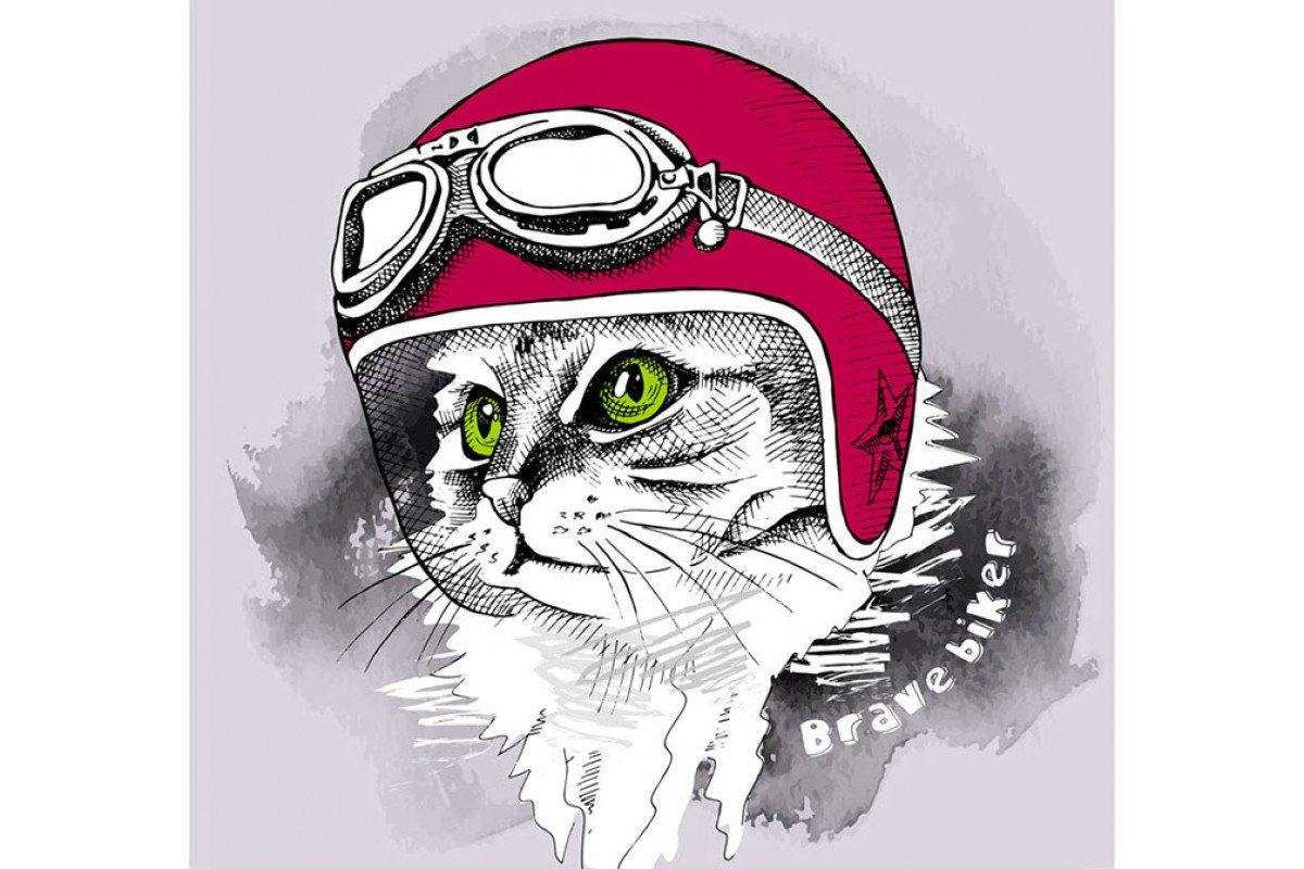 Боевой кот в каске