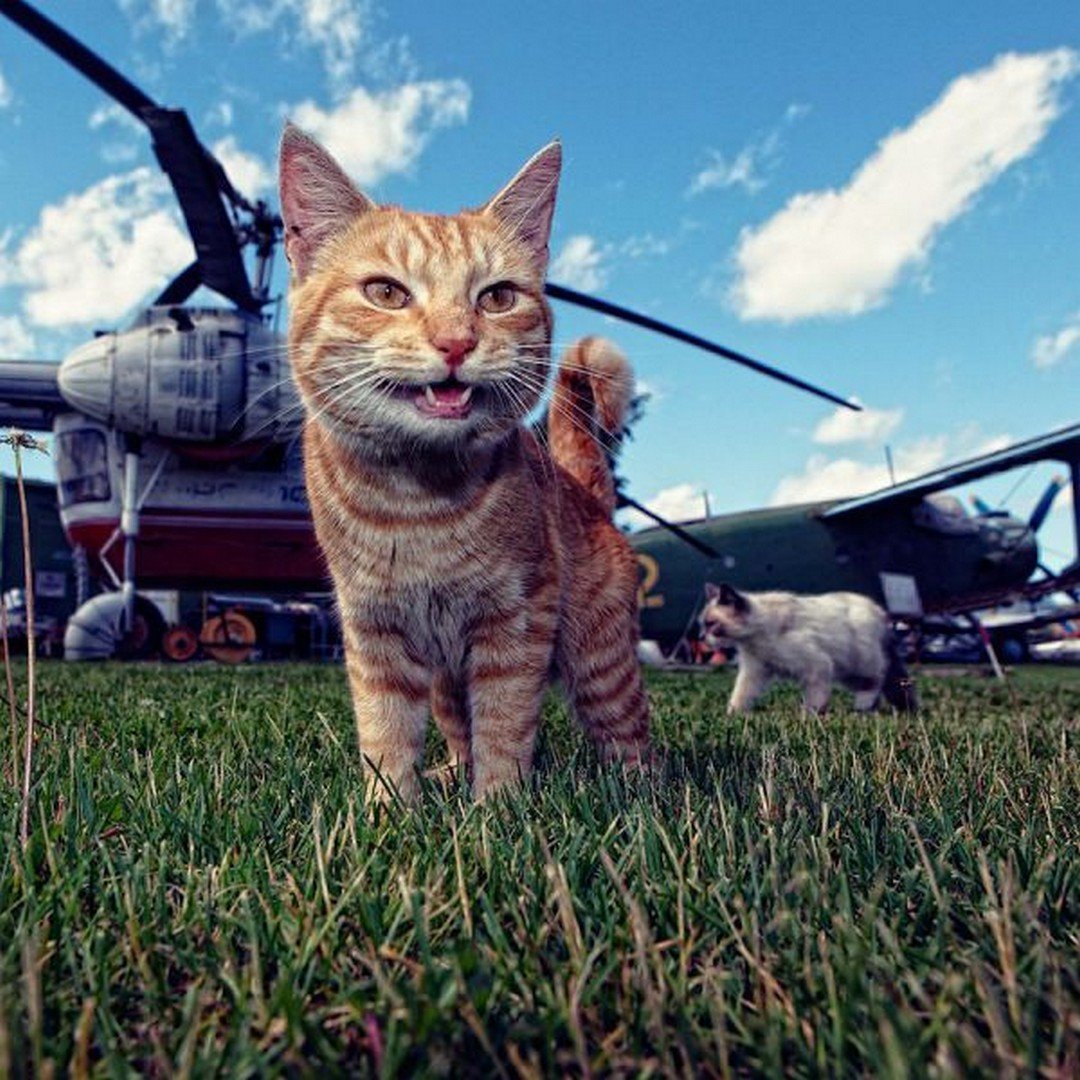 Кот летчик
