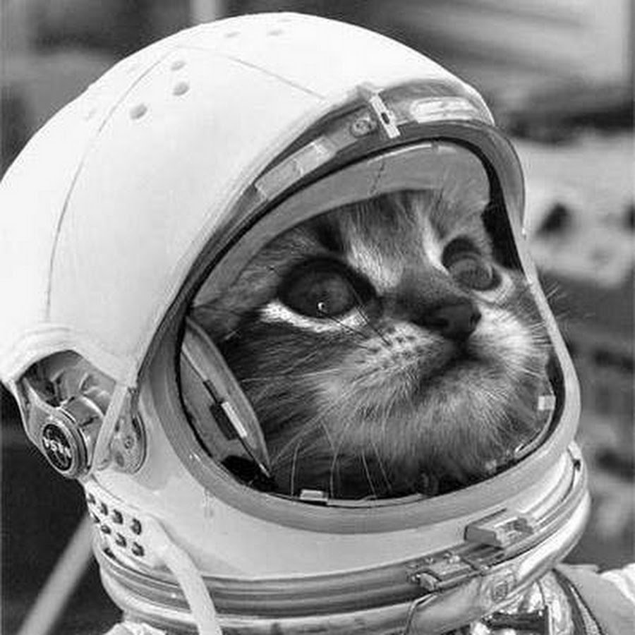 Кот в кабине самолета