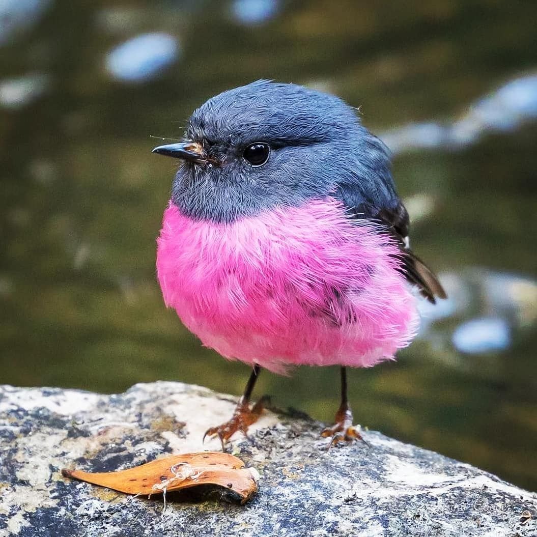 Малиногрудоя ПЕТРОЛИКА