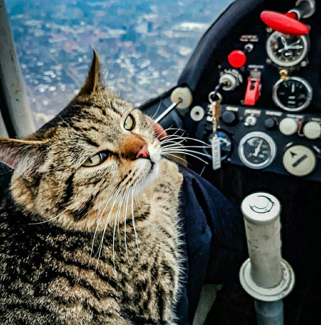 Кот пилот самолета