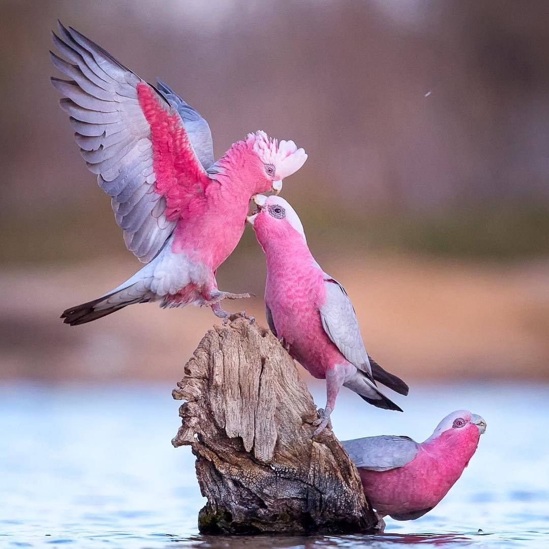 Птичка розовый