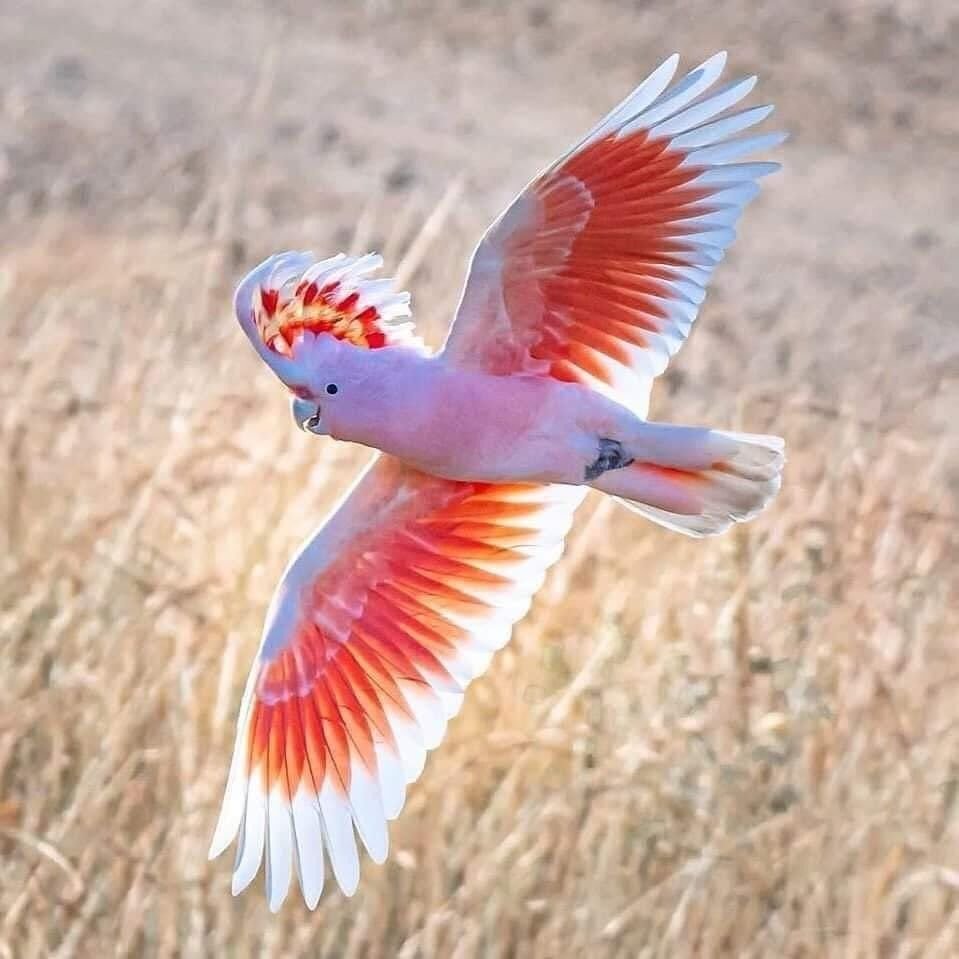 Митчелл Какаду