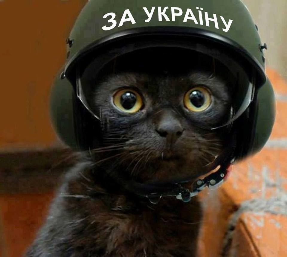 Кошка вертолет