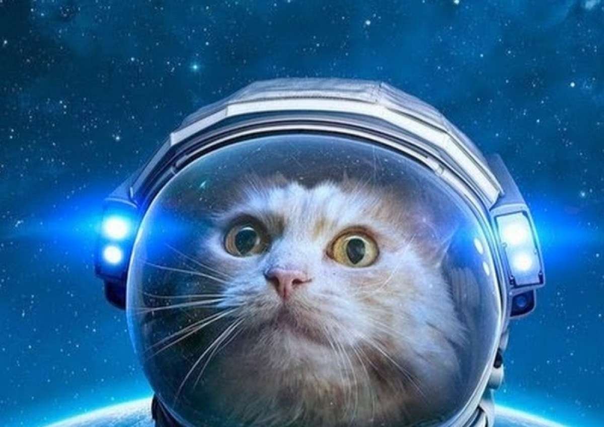 Котенок в каске