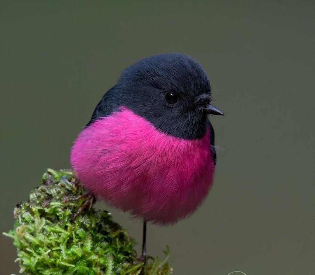 Малиновогпудая петройка