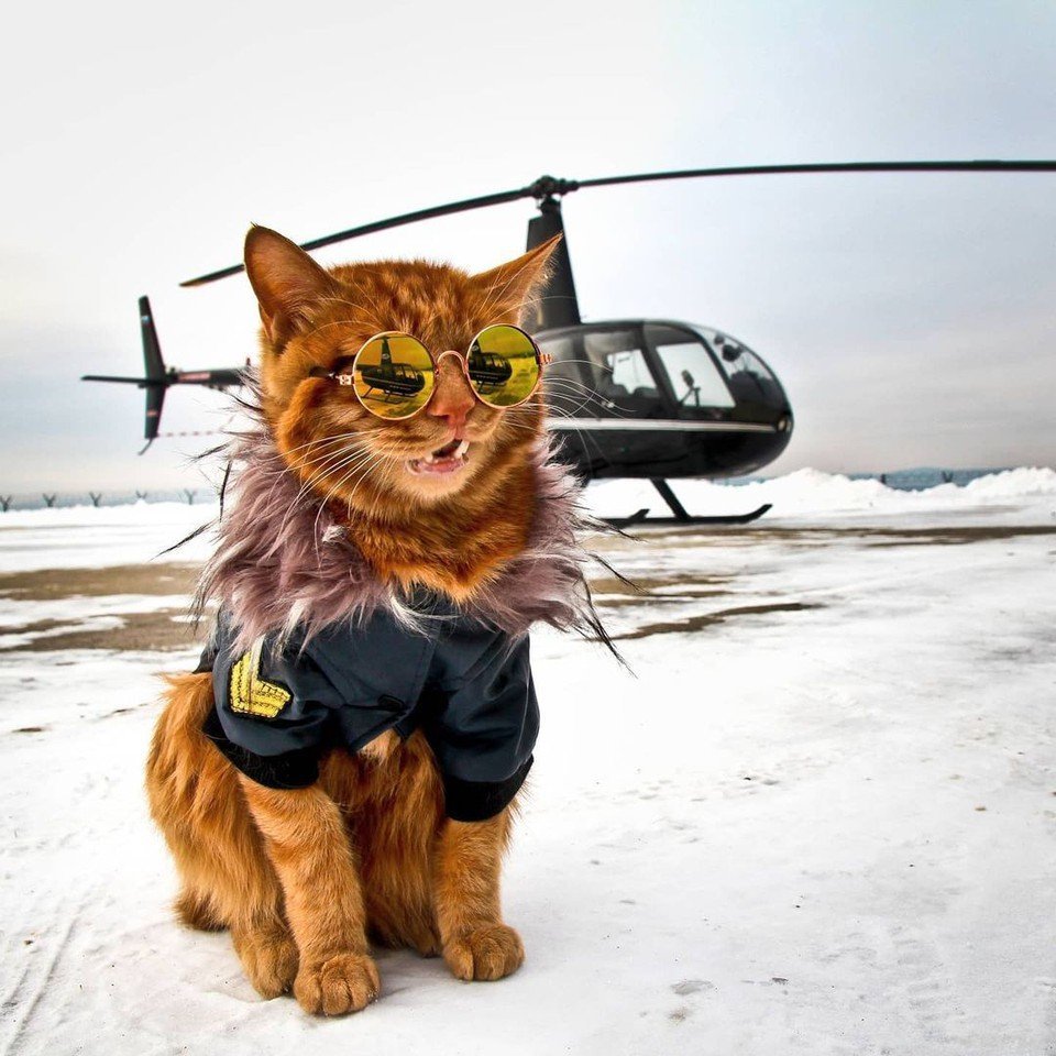 Кот в шлеме