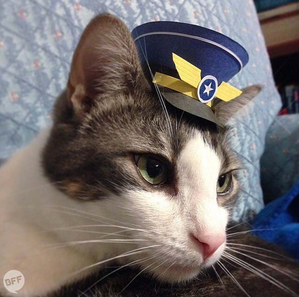 Кот пилот вышивка