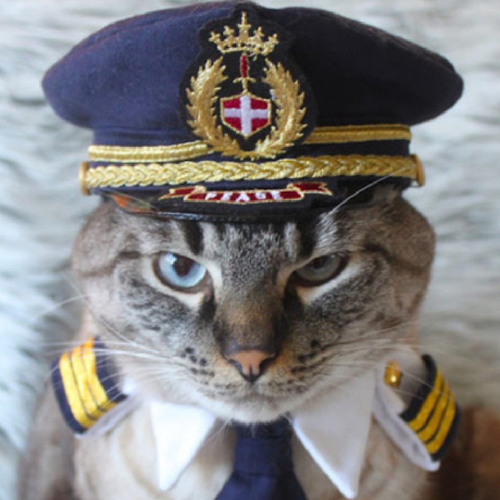 Кот летчик