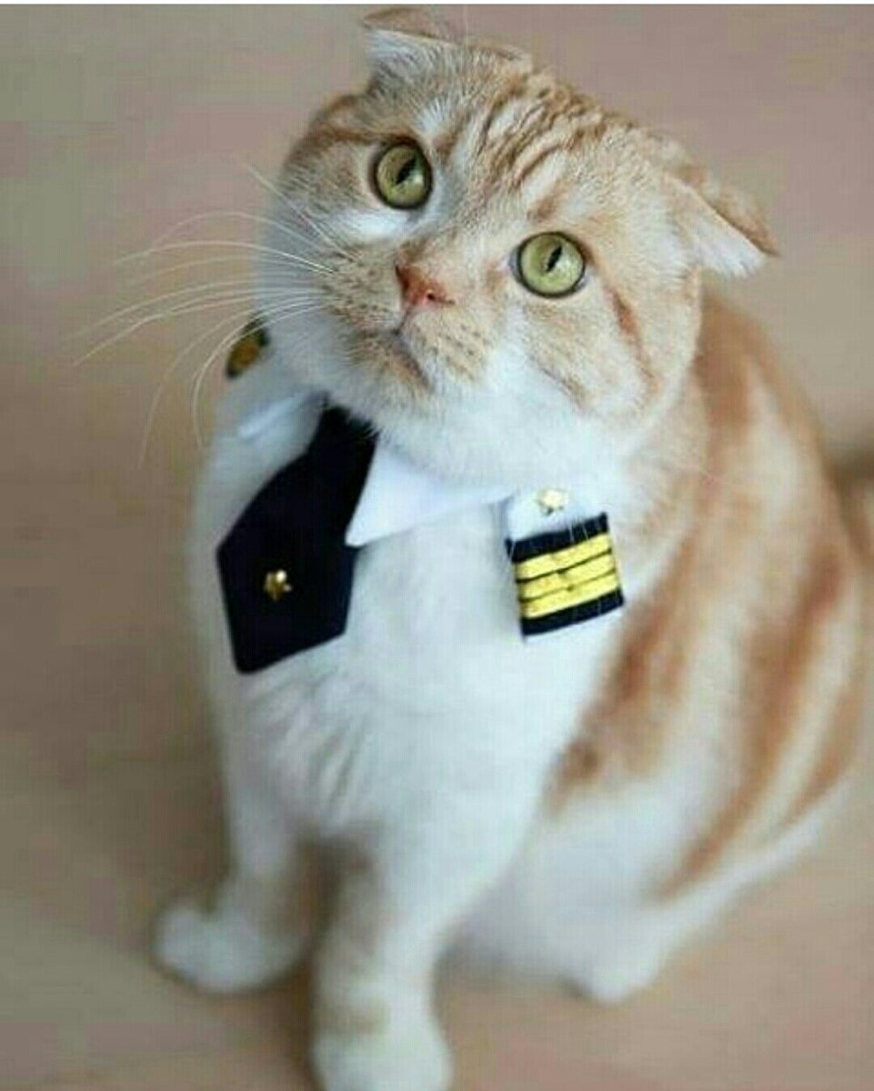 Кот в шлемофоне