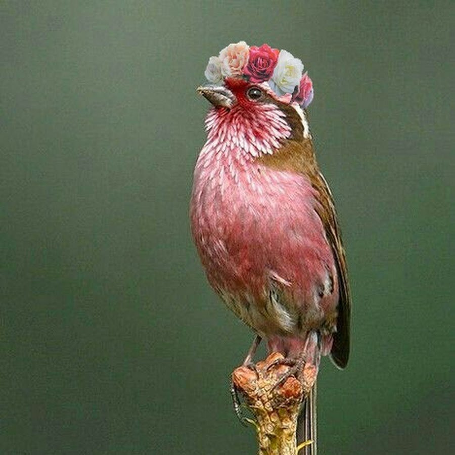 Rosy Finch