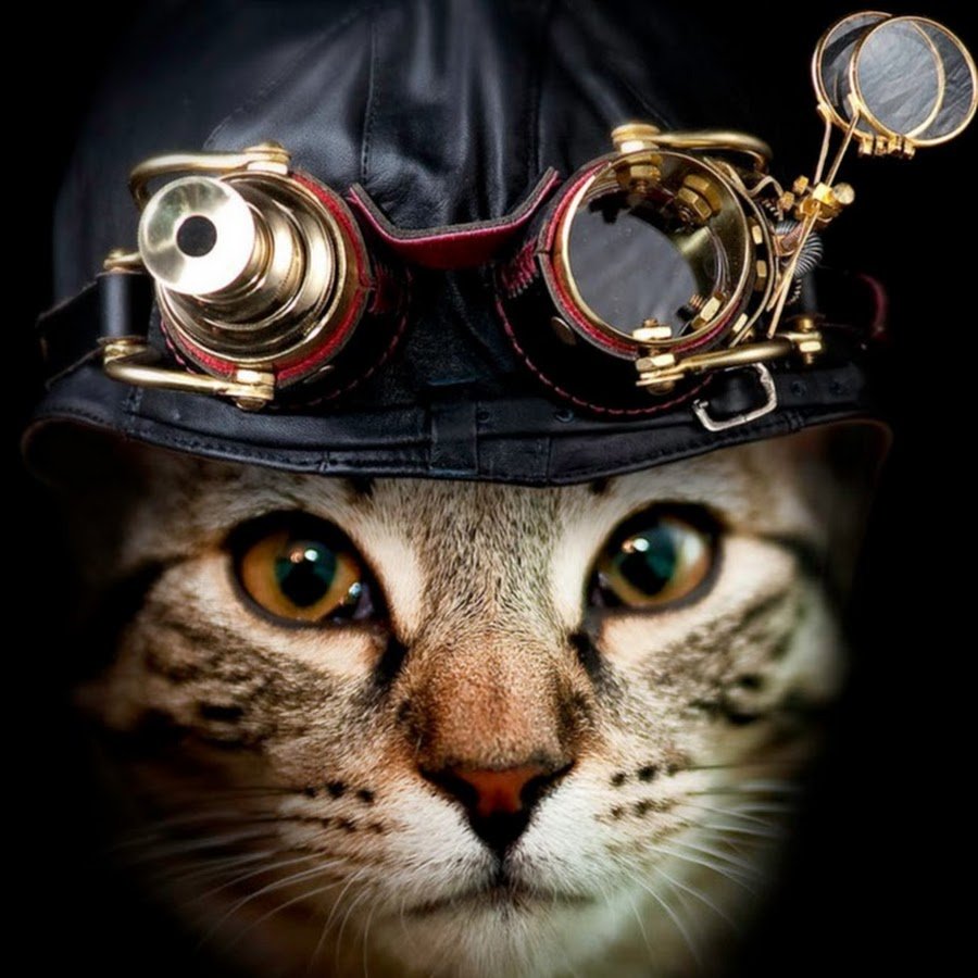 Кошка в скафандре