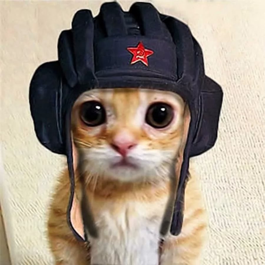 Кот в капюшоне