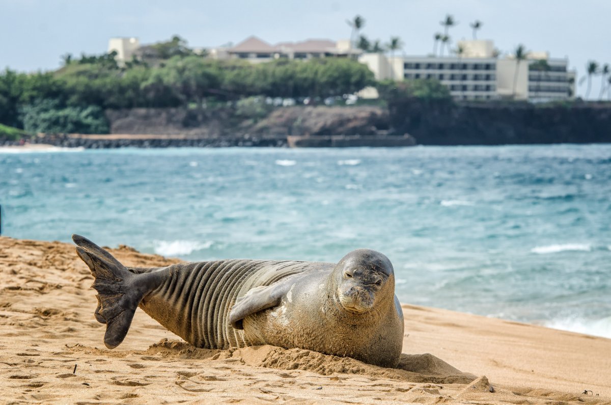 Тюлень монах