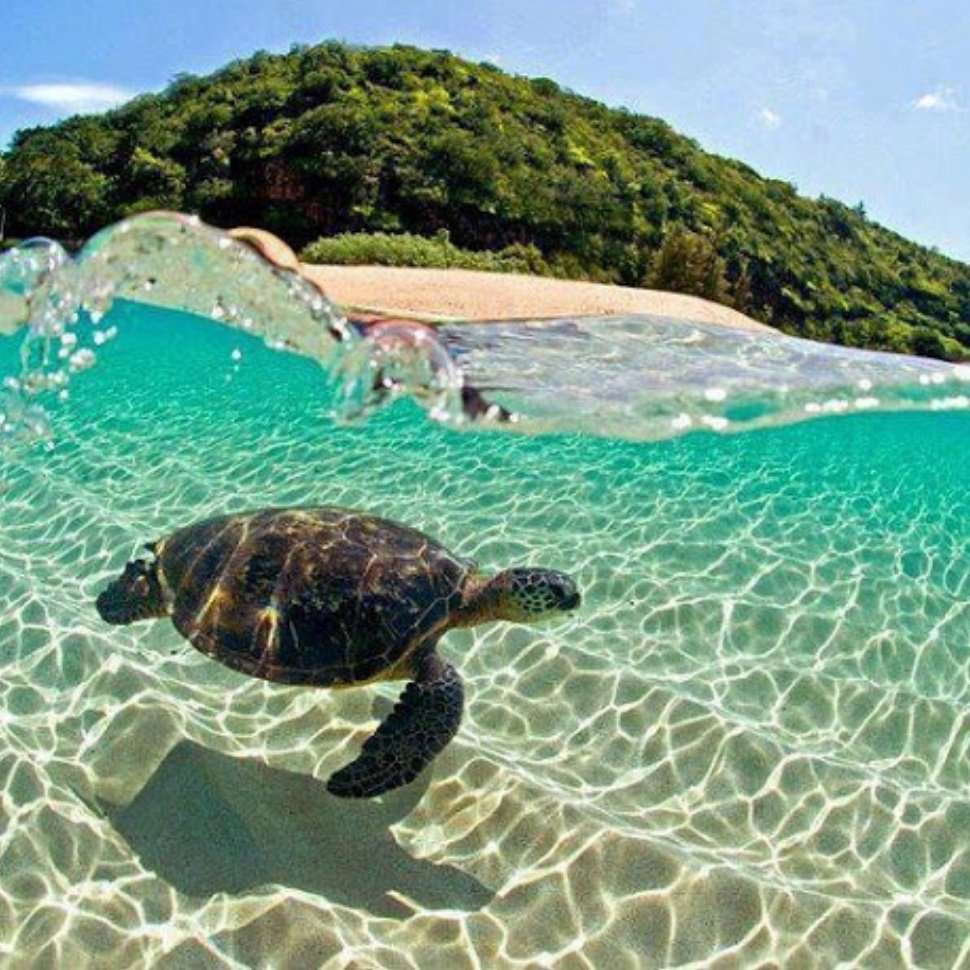 Черепаха Каретта-Каретта